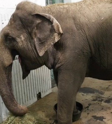 lucy the elephant in a zoo behind bars