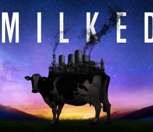 Vegan documentary MILKED on dairy industry