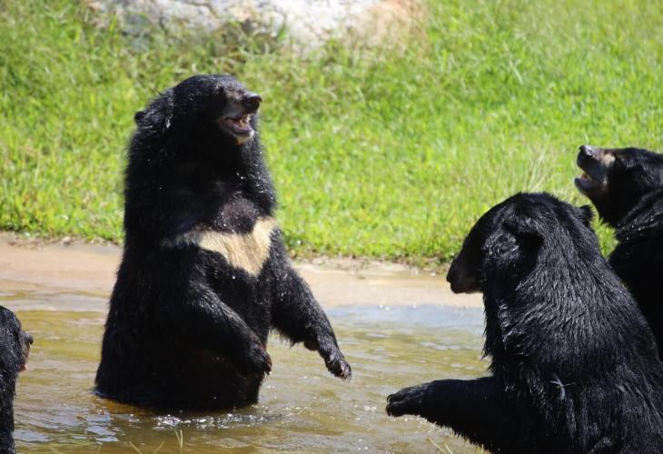 Two bears playing at a sanctuary in Vietnam