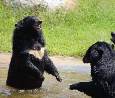 Two bears playing at a sanctuary in Vietnam