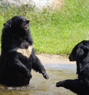 Two bears playing at a sanctuary in Vietnam