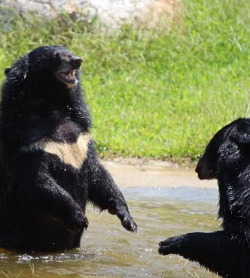 Two bears playing at a sanctuary in Vietnam