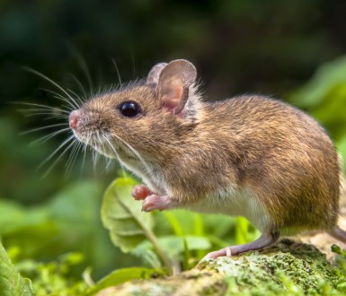 Wild Wood mouse resting on the root of a tree on the forest floor with lush green vegetation