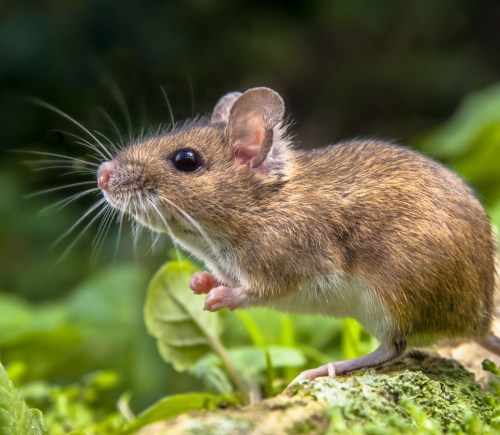 Wild Wood mouse resting on the root of a tree on the forest floor with lush green vegetation