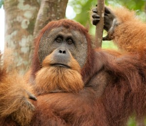 sumatran wild orangutan hanging on liana and looking at camera