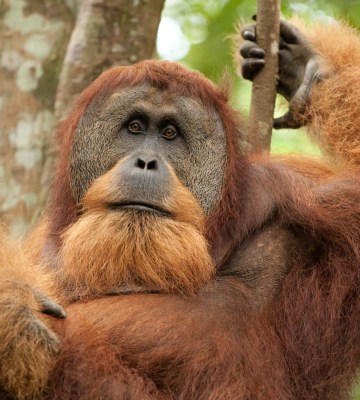 sumatran wild orangutan hanging on liana and looking at camera