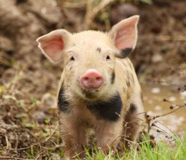 A young pig with black spots looking at the camera