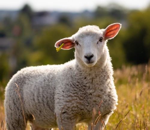 A woolly sheep standing in a field