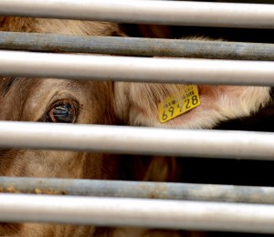 A cow looks out from behind bars