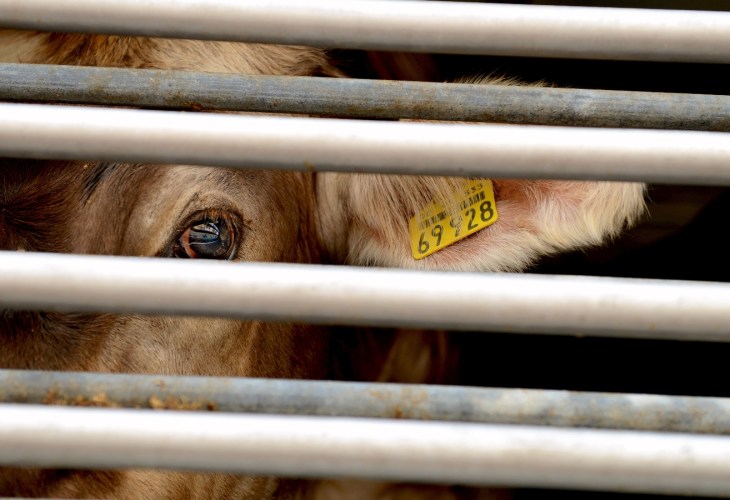 A cow looks out from behind bars