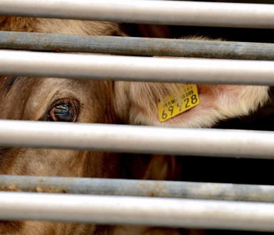 A cow looks out from behind bars