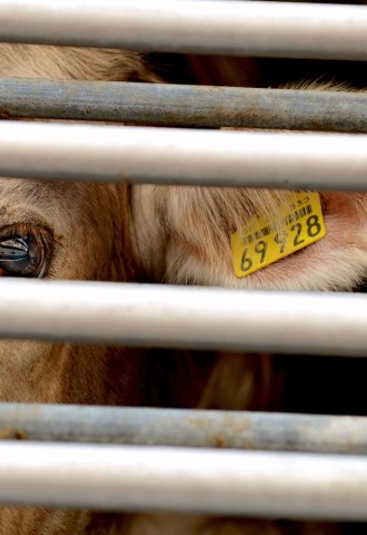 A cow looks out from behind bars