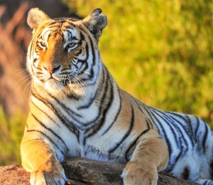 Tiger in nature