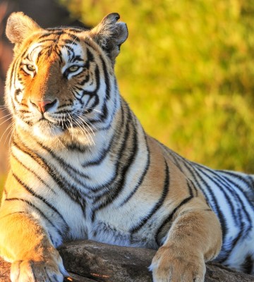 Tiger in nature