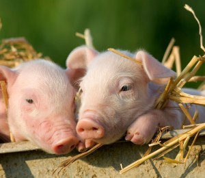 two small baby piglets surrounded by straw