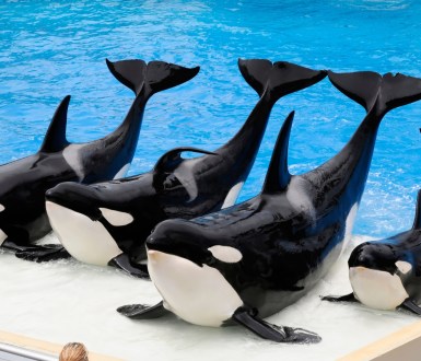 Orcas at SeaWorld