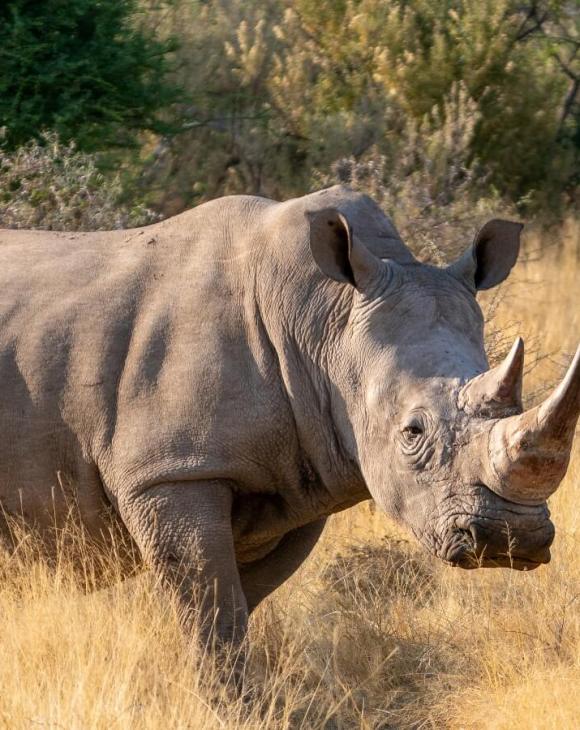 A white rhinoceros outside in the brown grass