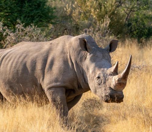 A white rhinoceros outside in the brown grass