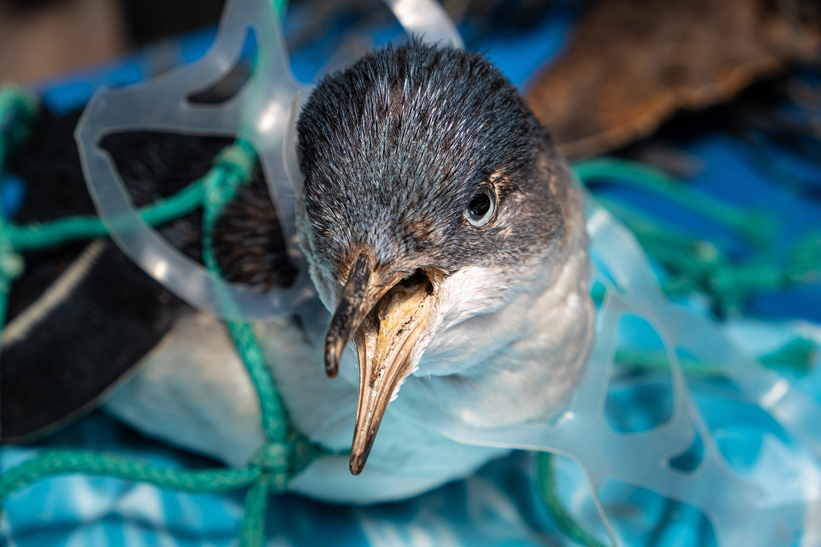 A young penguin chokes on a plastic ring from a beer can