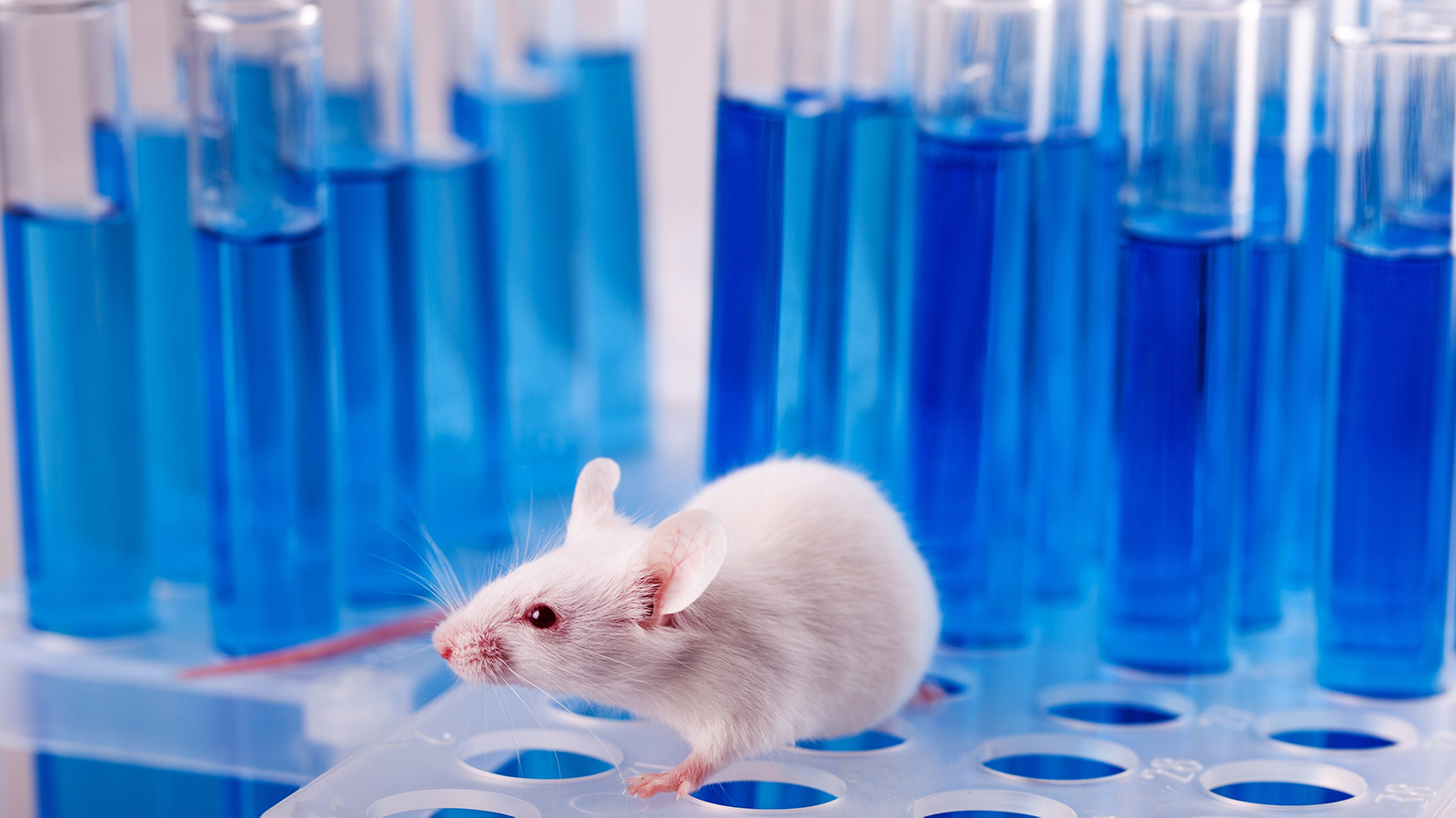 Virginia Becomes Latest US State To Ban Cosmetic Animal Testing As Cruelty-Free Demand Soars