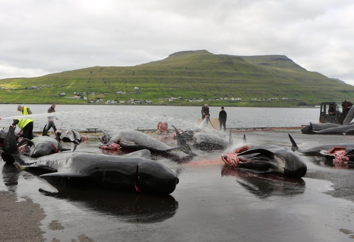 Dead whales on wet pavement beside the shore