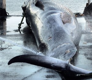 Whaling station in Hvalfjordur, Iceland, Fin Whale being worked