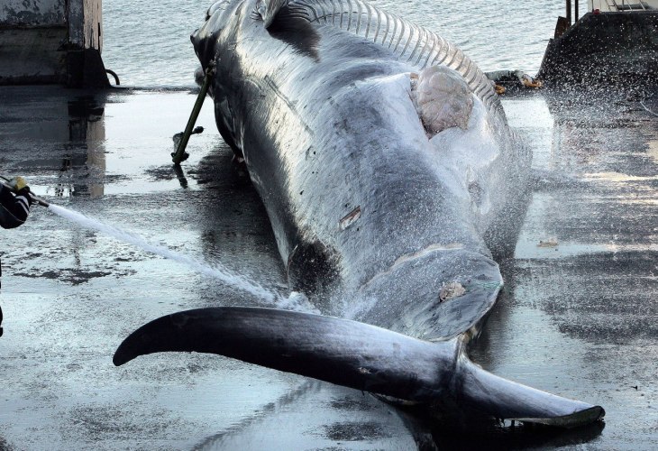 Whaling station in Hvalfjordur, Iceland, Fin Whale being worked