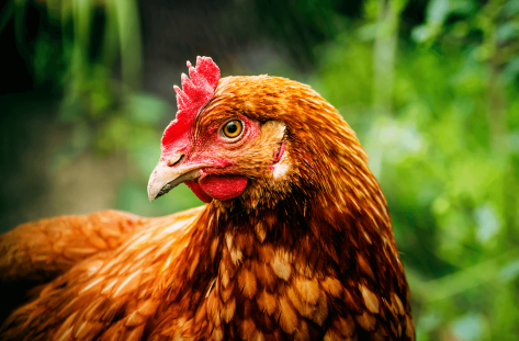 A brown and orange hen looking to the left