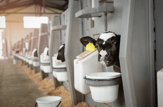 Young calf on a dairy farm