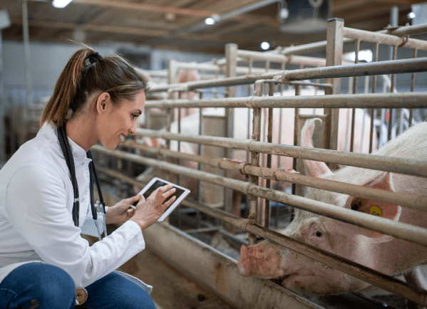 Vet assesses sad-looking pig in a cage on a farm